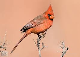 It is also known colloquially as the redbird, common cardinal, red cardinal, or just cardinal (which was its name prior to 1985). Northern Cardinal Jay S Bird Barn