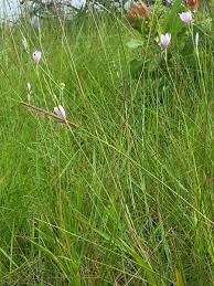Image result for Hesperantha petitiana