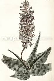 Image result for Ledebouria revoluta