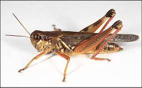 This grasshopper is frequently used as a model organism in scientific studies, due to their abundance throughout north america and behavioral response to changes in climate. Female Red Legged Grasshopper Melanoplus Femurrubrum Photo Courtesy Download Scientific Diagram