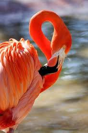 Flamingo Flamingo Pictures Flamingo Bird Beautiful Birds
