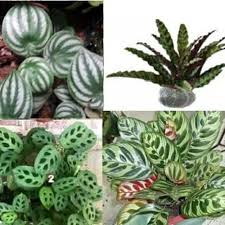 Beberapa jenis tanaman hias dengan daun yang memikat inilah yang kemudian banyak. Paket 4 Tanaman Hias Indoor Calathea Dan Paperomia Water Melon 4 Jenis Tanaman Calathea Murah Shopee Indonesia