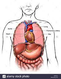 Note how the basilar segmental bronchi structures that pass through this area can be thought of as the birds of the mediastinum. Diagram Of Chest Organs Fusebox And Wiring Diagram Wires Lay Wires Lay Sirtarghe It