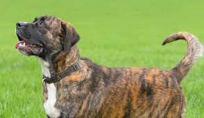 Maybe you would like to learn more about one of these? Should You Buy A Cross Breed Dog Naughty Husky