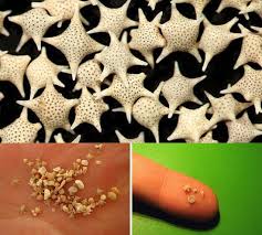 We did not find results for: Sciencealert The Sand In Okinawa Japan Is Made Up Of Tiny Stars These Stars Are Exoskeletons Of Marine Protozoas That Lived On The Ocean Floor Up To 550 Million Years Ago
