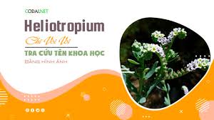 Image result for Heliotropium harareense