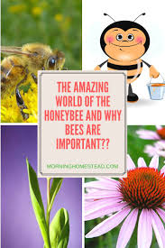 Smith and steve hickner, the film stars the voices of jerry seinfeld, renée zellweger, matthew broderick, john goodman, patrick warburton, and chris rock. Read Full Article At Morninghomestead Com Reasons Why Bees Are Important Search Terms Why Are How To Start Beekeeping Bee Keeping Beekeeping For Beginners