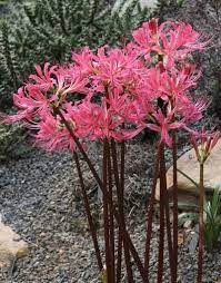 Lycoris Radiata Squamigera Surprise Lily Red Spider Lily Lilies Fairy Garden Plants Fairy Garden Supplies Miniature Fairy Gardens