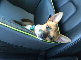 Relaxing Drive In The New Car Seat Car Seats Chihuahua New Cars