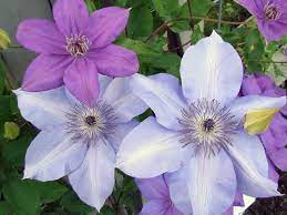 Pin On Clematis