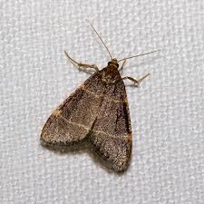 Перевод слова moth, американское и британское произношение, транскрипция, словосочетания, однокоренные слова, примеры использования. Moth Wiktionary