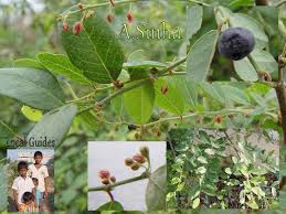Image result for Phyllanthus reticulatus