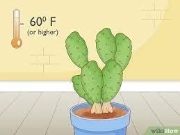 Allow the cutting to callus over for a few days before you insert it into sand. Simple Ways To Root Cactus 12 Steps With Pictures Wikihow