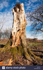 Dead And Rotten Tree Stock Photos Amp Dead And Rotten Tree Stock Tree Tree Drawing Stock Photos