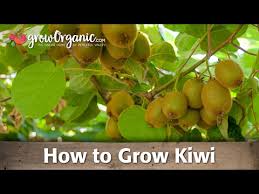 Mix some soil with some well rotted compost. Fruit Tree Wholesale Price Mandi Rate For Fruit Tree In India