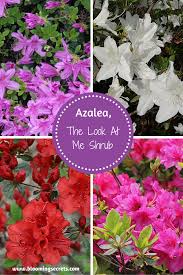 Learn Some Great Tips On Growing And The Care Of Azalea Shrubs Azalea Shrub Azaleas Shrubs