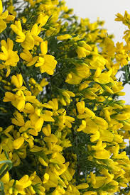 Image result for Genista