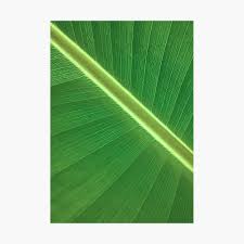 Free for commercial use no attribution required high quality images. Palm Leaf Wall Art Tropical Leaf Prints Printable Leaf Green Leaf Print Tropical Leaves Art Palm Leaf Print Palm Prints Poster Print Poster By Alex Artprints Redbubble
