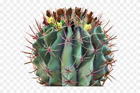 Barrel cactus plants are shaped as the name implies, stout and fat with thick ridges that ascend in a slight spiral toward the crown. Cactus Clipart Barrel Cactus Cactus Png Download 1330467 Pikpng