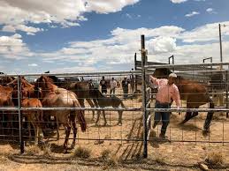 Onion.com/y0nwto tracy spends some time on a local farm. Navajo Agency Rolls Out Feral Horse Program Albuquerque Journal