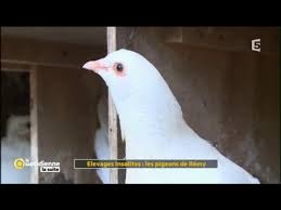 L'élevage du pigeon de chair de toutes les créatures ailées que l'homme a soumises à ses lois, le pigeon est sans doute l'une des plus séduisantes. Elevages Insolites Les Pigeons De Remy La Quotidienne La Suite Youtube