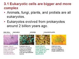 We did not find results for: Chapter 3 Cells 2017 Pearson Education Inc Chapter