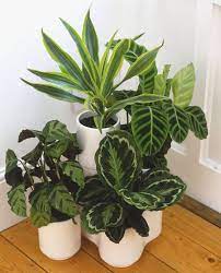 Clivias are able to retain their foliage all year round, even in the midst of the winter season. How To Care For Houseplants In Winter