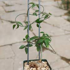 Image result for Nesaea sarcophylla