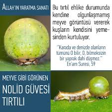 Betul Kalkan Adli Kullanicinin Iman Hakikatleri Panosundaki Pin Meyve Ense Allah