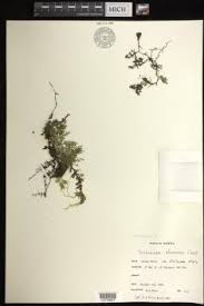 Image result for Crepidomanes chevalieri