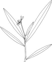 Image result for Teramnus repens