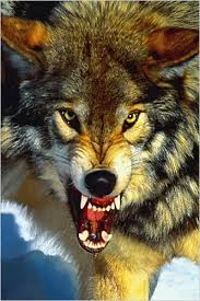 A Close Up Of The Gray Wolf Wildlife Poster 24x36 Grey Wolf Angry Wolf Wolf Pictures