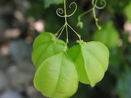 Image result for Cardiospermum