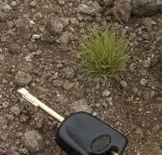 Image result for Bulbostylis hispidula