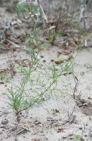 Image result for Kohautia