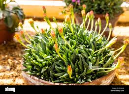 Image result for Hereroa