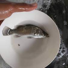Ikan kakap putih air tawar. Jual Ikan Barramundi Kakap Putih 100 Air Tawar 7cm 5ekor Kab Situbondo Nusantara Kembang Sambi Tokopedia