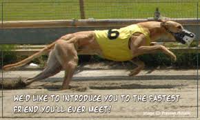 Résultat de recherche d'images pour "greyhound"