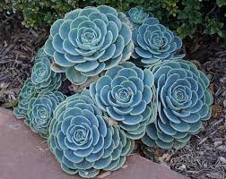 Image result for Micromeria imbricata