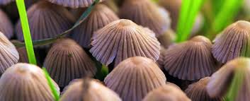 Image result for magic mushroom