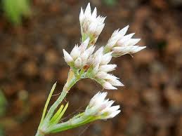 Image result for Polycarpaea corymbosa