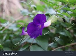 Image result for Thunbergia vogeliana