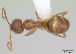 Image result for Lannea fulva