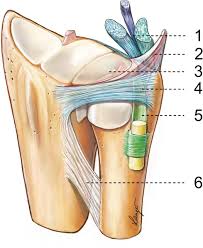 A tfcc tear is an injury to the triangular fibrocartilage complex, found in the wrist, between the end of the ulna bone and the symptoms of a tfcc tear include wrist pain on the little pinky finger side. Review Of Palmer And Werner 1981 On The Triangular Fibrocartilage Complex Of The Wrist Anatomy And Function Journal Of Isakos Joint Disorders Orthopaedic Sports Medicine