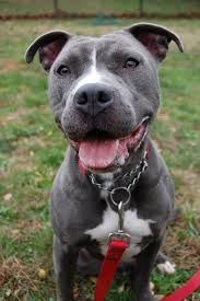 This big guy is all puppy…. Friends Of The New Haven Animal Shelter Animal Shelter Animals Pitbull Terrier