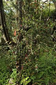 Image result for Helixanthera