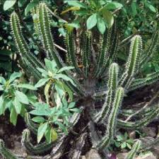 Image result for Plectranthus mandalensis