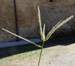 Image result for Eleusine