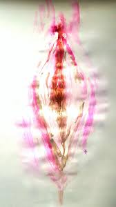 The yoni in the hindu culture is a central. To Yoni Massage Or Not To Yoni Massage Stella Muse