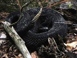 Melanistic Timber Rattlesnake Pet Snake North American Wildlife Melanistic